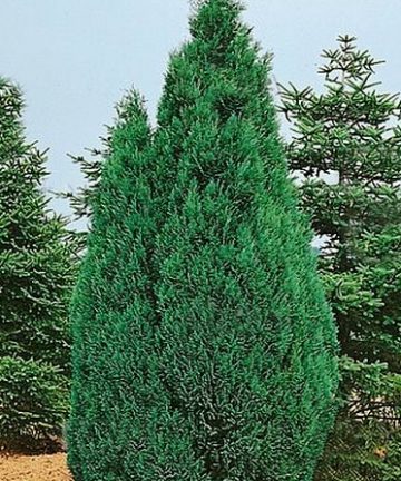 Chamaecyparis Lawsoniana ‘Columnaris